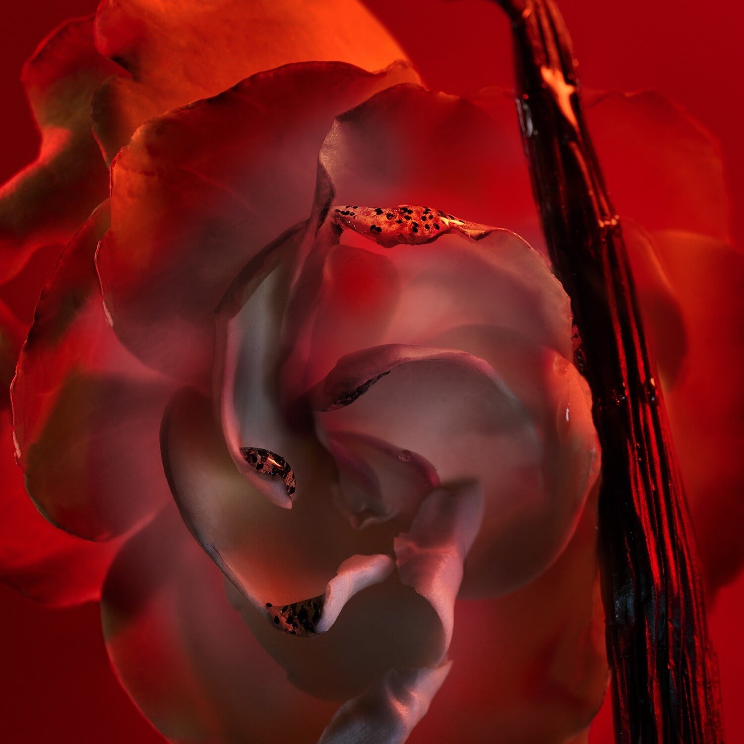 Allegra Baciami - Eau de Parfum - Görsel 3